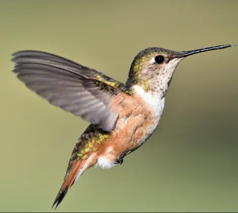 Bird sample