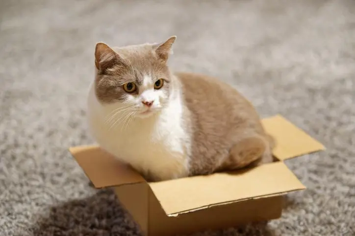 Cat sample